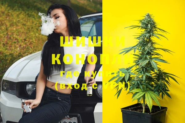индика Бородино